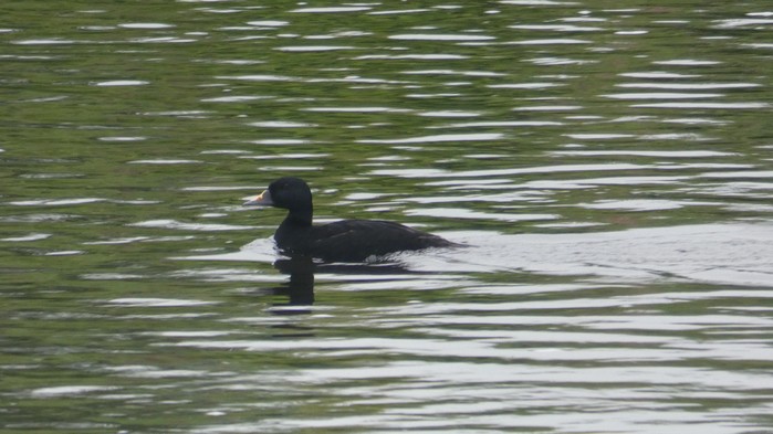 Common Scoter