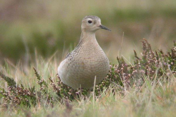 Buff-breasted Sandpiper