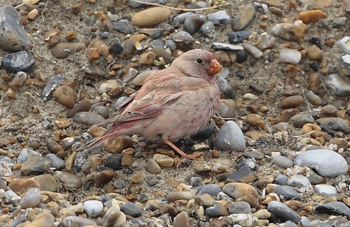 Trumpeter Finch