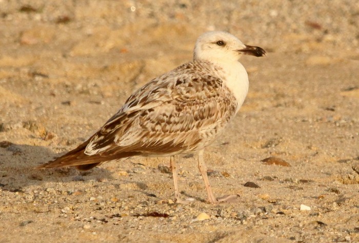 Yellow-legged Gull