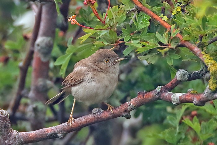 Asian Desert Warbler