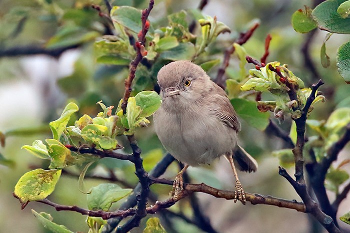 Asian Desert Warbler