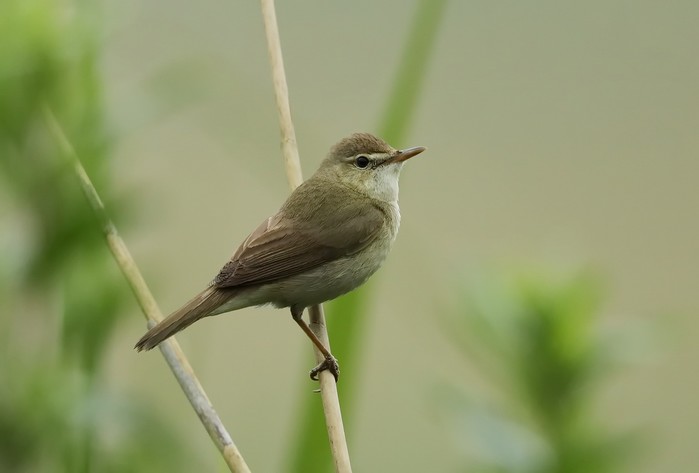 Blyth's Reed Warbler