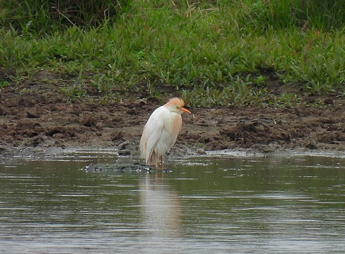 Cattle Egret