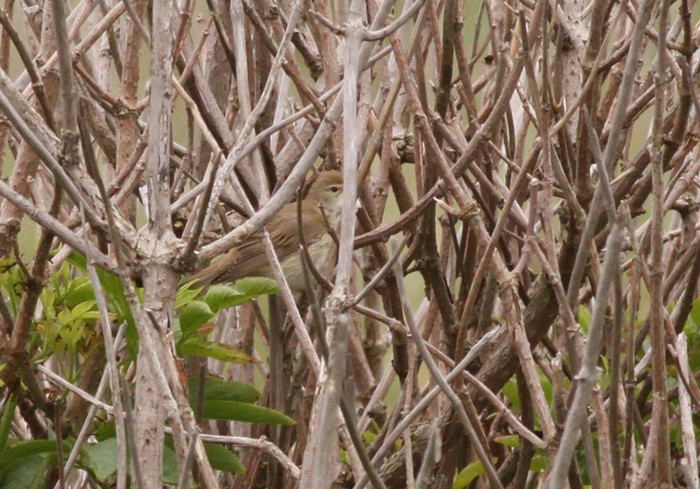 Marsh Warbler