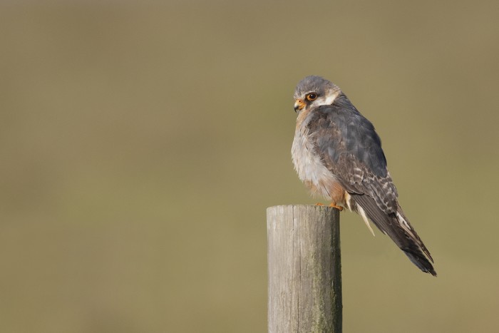 Red-footed Falcon