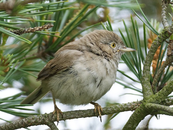 Asian Desert Warbler