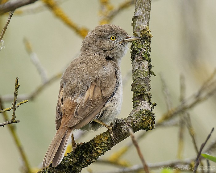 Asian Desert Warbler