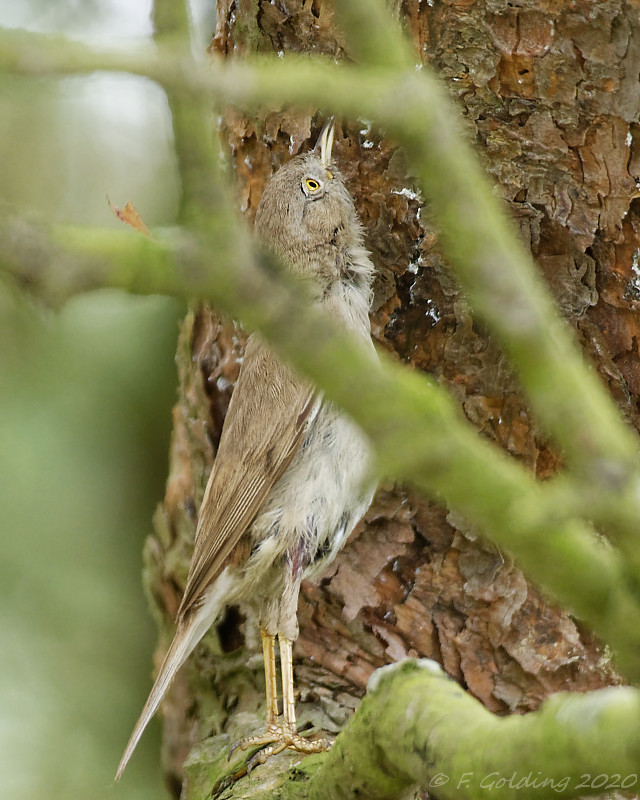 Asian Desert Warbler