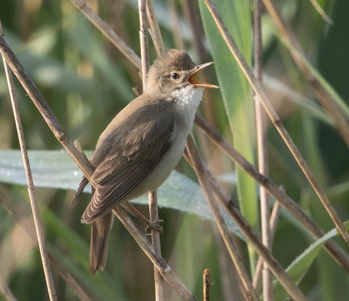 Marsh Warbler