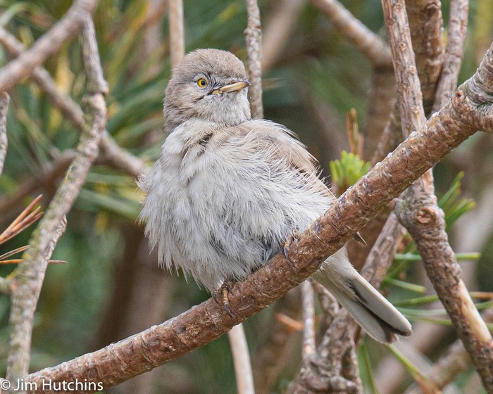 Asian Desert Warbler