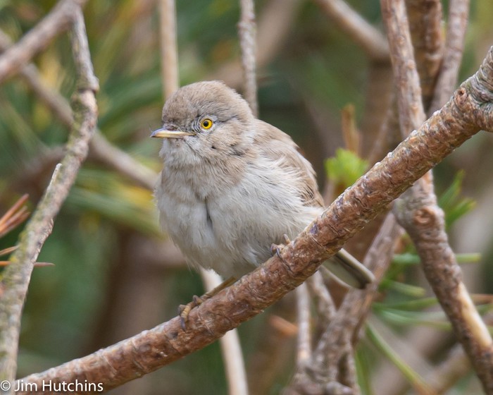 Asian Desert Warbler