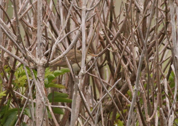 Marsh Warbler