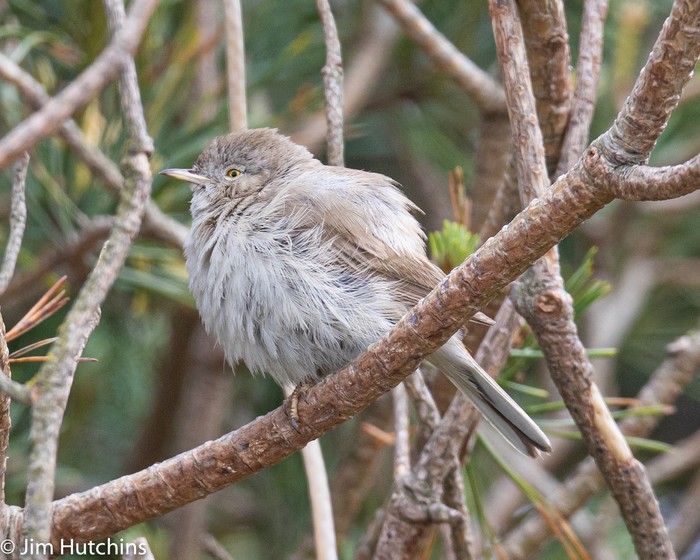 Asian Desert Warbler