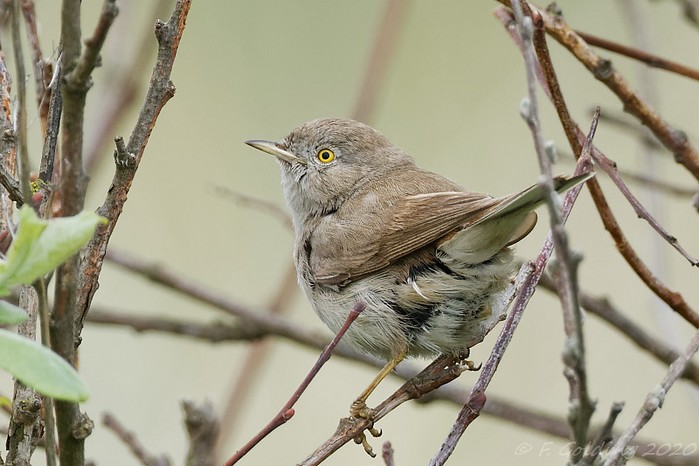 Asian Desert Warbler