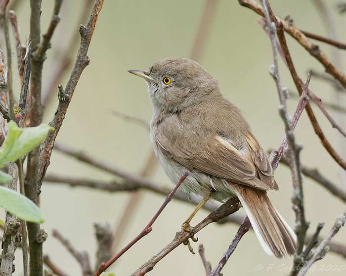 Asian Desert Warbler