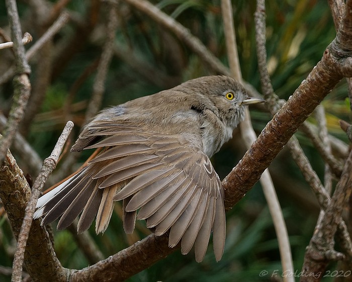 Asian Desert Warbler