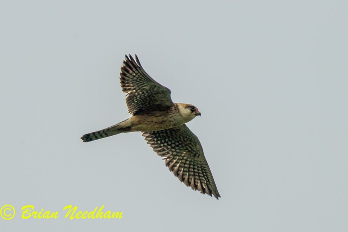 Red-footed Falcon