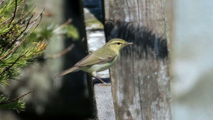 Green Warbler