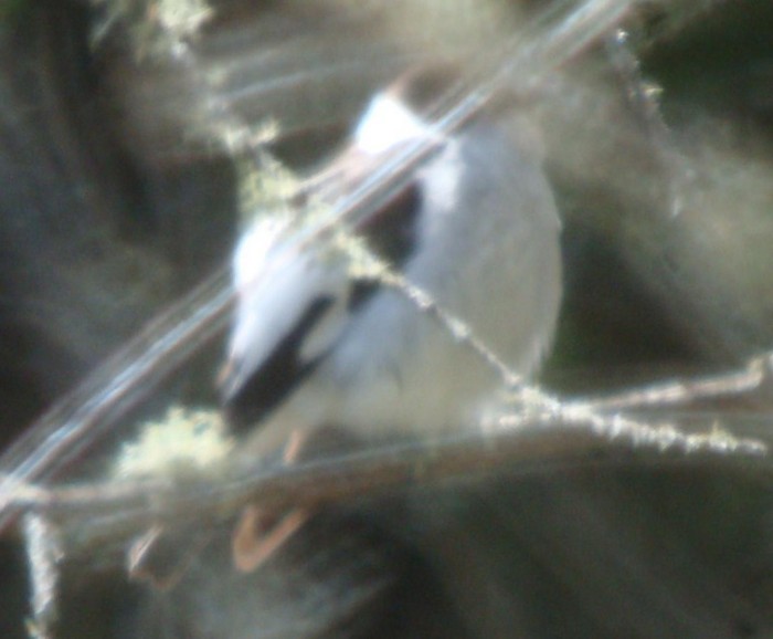 Collared Flycatcher