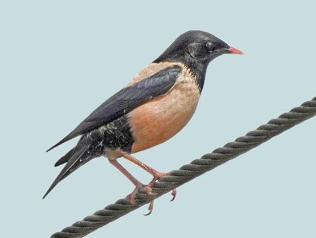 Rose-coloured Starling