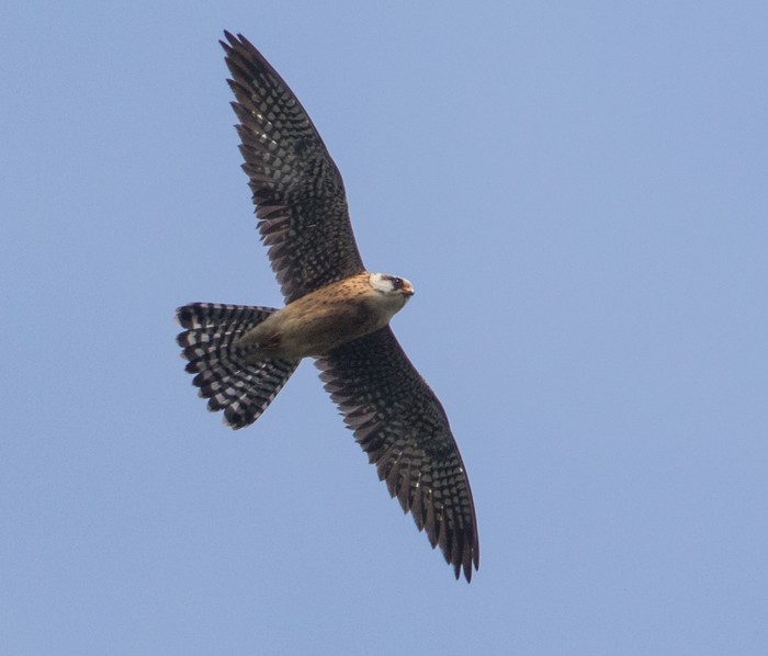Red-footed Falcon