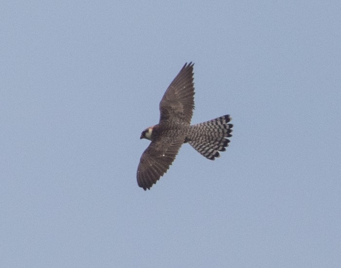 Red-footed Falcon