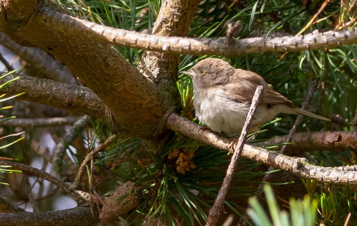 Asian Desert Warbler