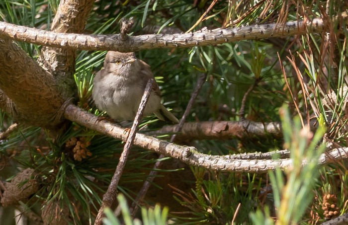 Asian Desert Warbler