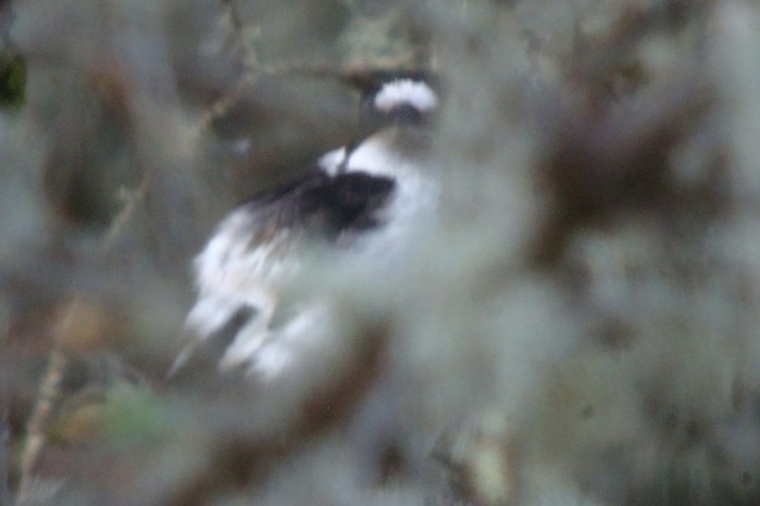 Collared Flycatcher
