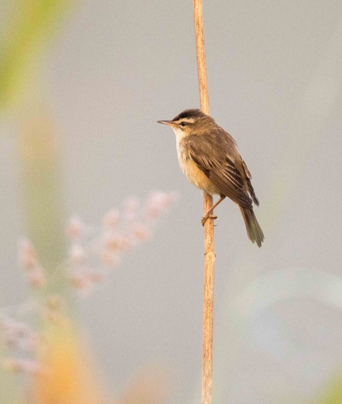 Sedge Warbler