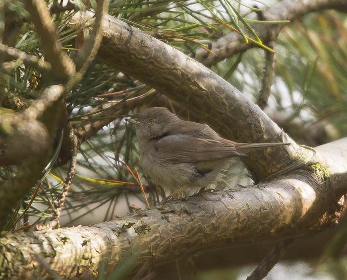 Asian Desert Warbler