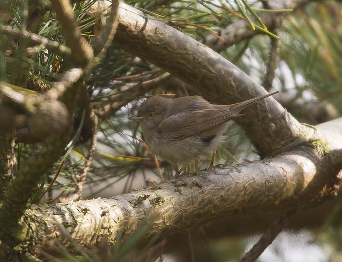 Asian Desert Warbler