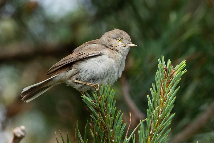 Asian Desert Warbler