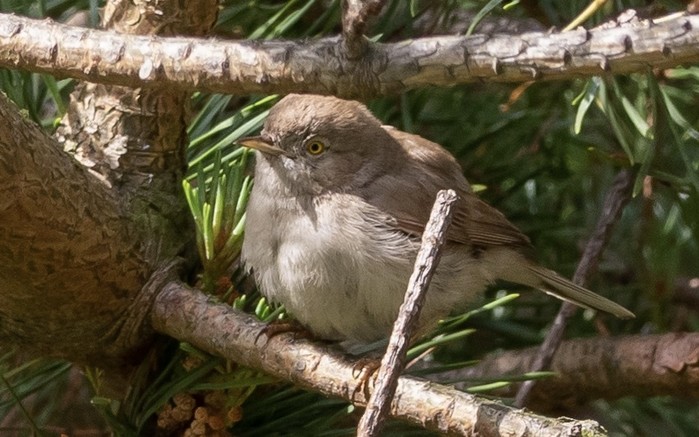 Asian Desert Warbler
