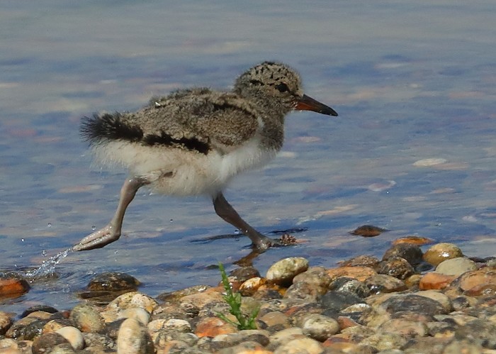 Oystercatcher