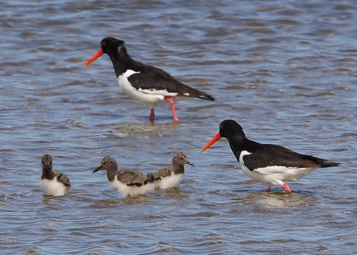 Oystercatcher