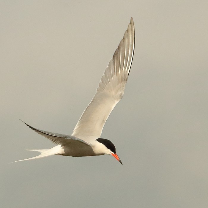 Common Tern