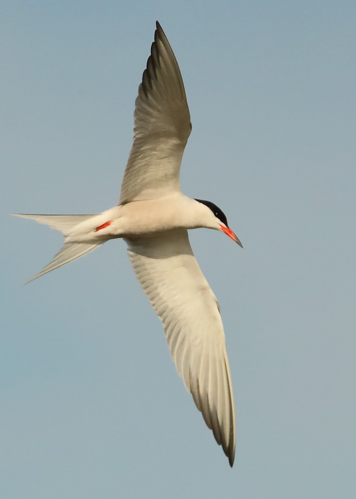 Common Tern