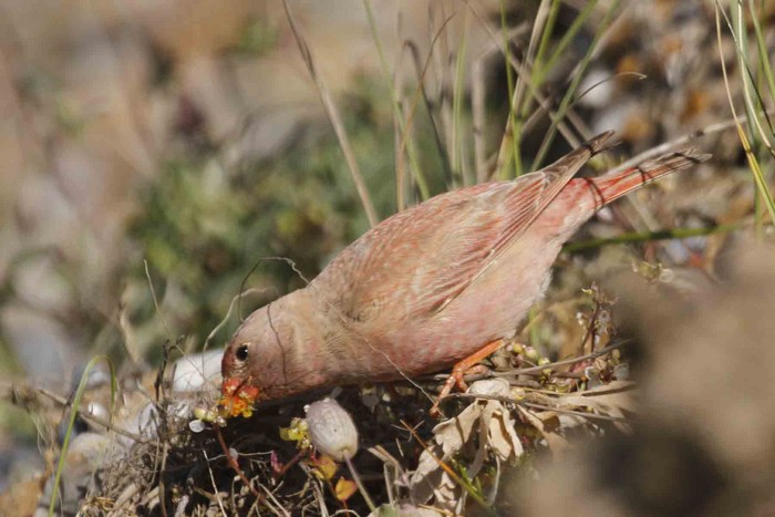 Trumpeter Finch