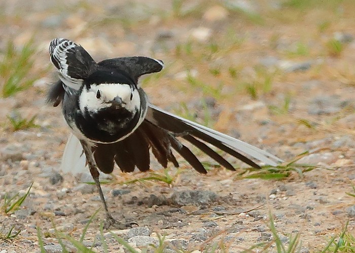 Pied Wagtail