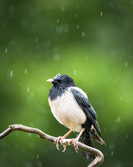 Rose-coloured Starling