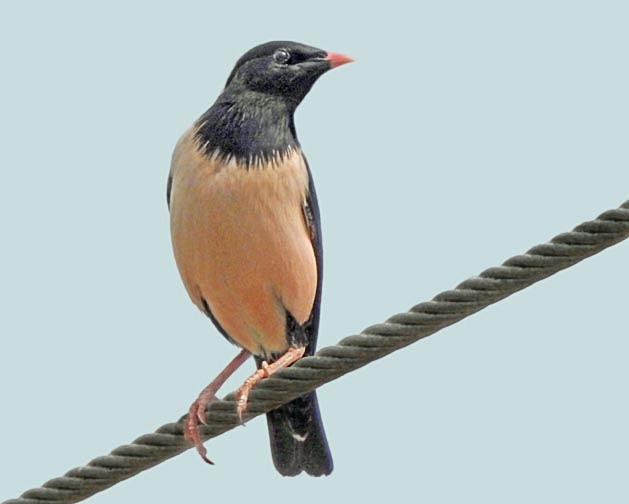 Rose-coloured Starling