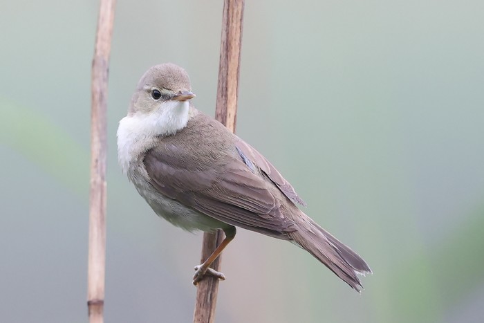 Blyth's Reed Warbler