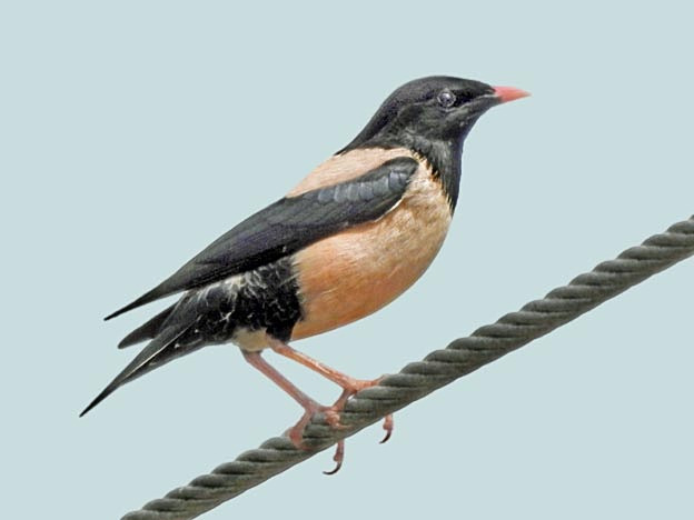 Rose-coloured Starling