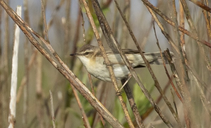 Paddyfield Warbler