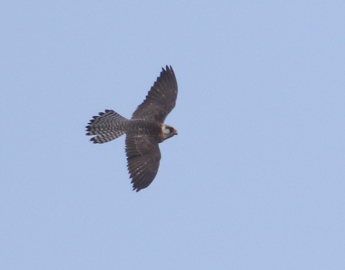 Red-footed Falcon