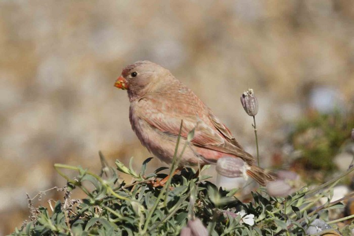 Trumpeter Finch
