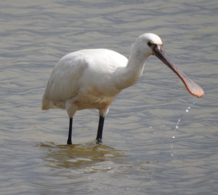 Spoonbill