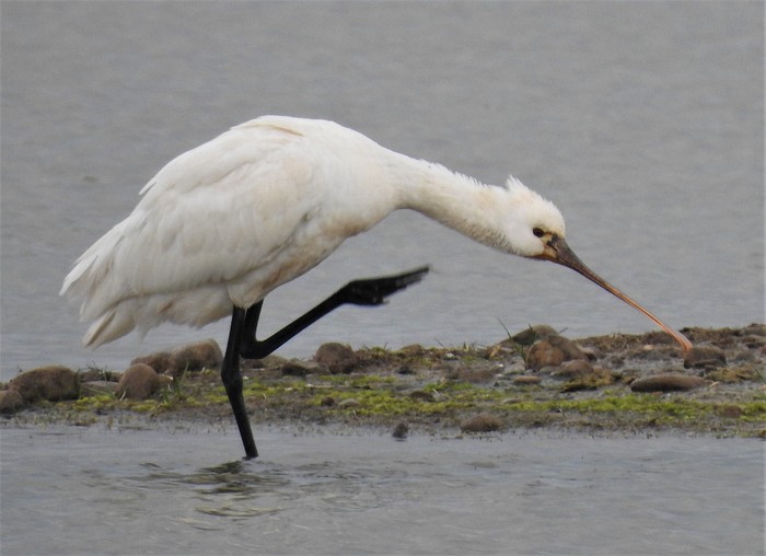 Spoonbill